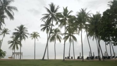 Luxury beach lounge beds with umbrella on green lawn near beach. beach with coconut tree in thailand with sunny summer weather and clear blue sky