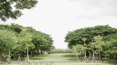 Çimenlik çim tarlasının manzarası. Güneşli bir yaz gününde ağaçlık koruluğu olan küçük bir tepe.