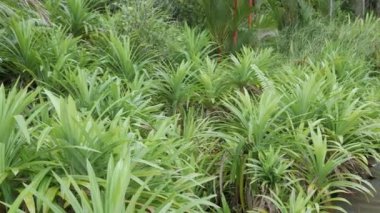 Sulu, egzotik tropikal canavar doku arkaplanını kopyalanmış olarak bırakır. Yeşillik, yeşillik, doğal cennet, koyu yeşil orman, bitki örtüsü desen, vahşi yaz yağmur ormanları.