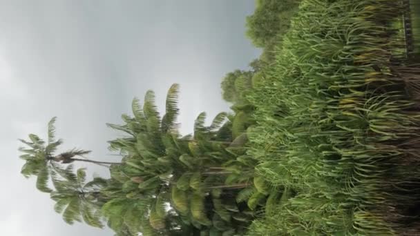 垂直ビデオ熱帯雨林多くの木やヤシの木 シンガポールの庭で雨の時に自然の熱帯緑の森 曇りの空 — ストック動画