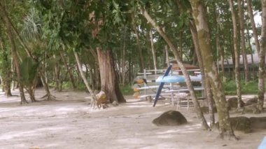 Hindistan cevizi palmiyesi ormanları arasında sörf tahtası, cayak ve kürek tahtası olan su sporları depolama ekipmanlarına bakın.