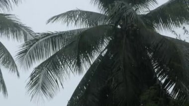 Şiddetli yağmur altında hindistan cevizi palmiyelerine ve kasırga fırtınası altında çok sert rüzgarlara bakmak. Asya 'daki sahil kıyısı yakınlarında fırtına. Tropik fırtına konsepti.