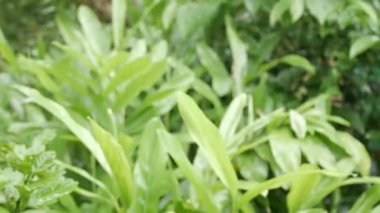 Yeşil sulu ormanlarda, yağmur ormanlarında, seçici odaklı yeşillik güzelliği ilkbaharda, yeşil yapraklı yağmur fırtınası arka planda