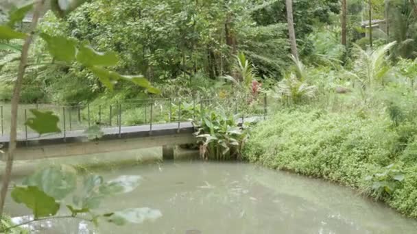 Ландшафтний Природний Вид Дикий Канал Серед Тропічних Лісів Під Літнім — стокове відео