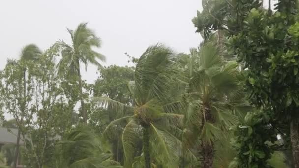 大雨の下でヤシの木に表示され 台風の下で悪天候では非常に強い風ここサイクロン嵐 アジアの海岸近くの嵐 母なる自然熱帯性暴風雨の概念 — ストック動画