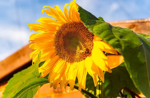 Yellow sunflower with green leaves on blue sky background.