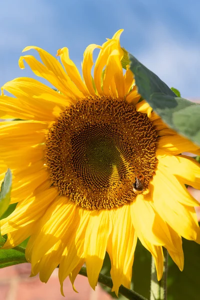 Yellow sunflower with green leaves on blue sky background.