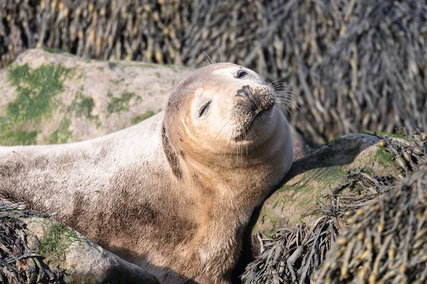 Perto Rei Selvagem Uma Foca Orelhas Brancas — Fotografia de Stock