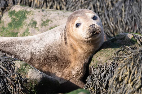 Eine Nahaufnahme Einer Entzückenden Robbe Einem Sandstrand — Stockfoto