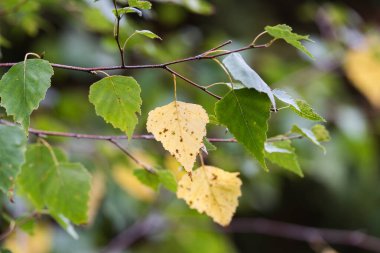 Meşe palamudu. Arka plan yeşil meşe yaprakları ve meşe palamudu. Ormanda yeşil yaprakları ve meşe palamudu olan bir meşe dalına yakın çekim.