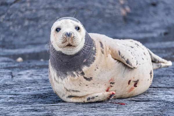 Close Seal — Stock Photo, Image