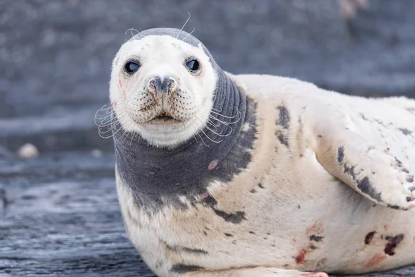 Closeup Seal Fur Seals Rocky Shore Beach Arctocephalus Forsteri — Stock Photo, Image