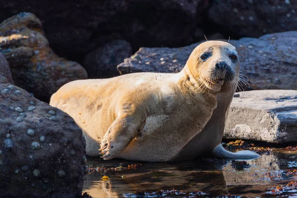 Nahaufnahme Pelzrobben Felsigen Strand Arctocephalus Forsteri — Stockfoto