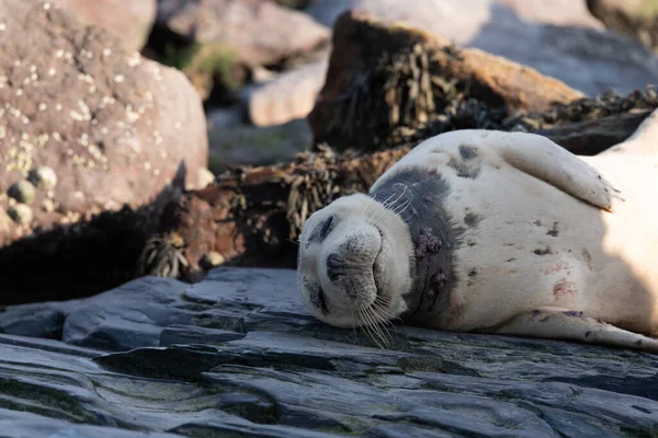 Closeup seal. Fur seals on rocky shore of beach. Arctocephalus forsteri.