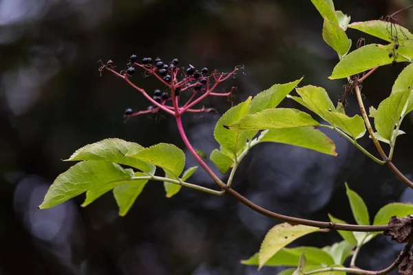 Acorns Background Green Oak Leaves Acorn Branch Close Oak Branch — Foto de Stock