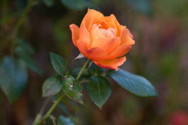 Ekim 'in son gülleri. Bahçedeki son güz gülleri, seçici odak noktası, boke..