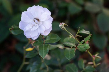 Ekim 'in son gülleri. Bahçedeki son güz gülleri, seçici odak noktası, boke..