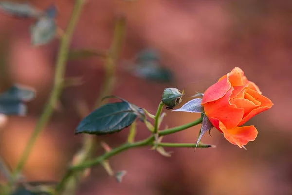 Last roses in October.The last autumn roses in the garden,selective focus, boke.