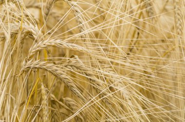 Hordeum distichon, arpa, sivri