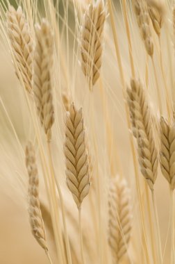 einkorn buğday, triticum monococcum