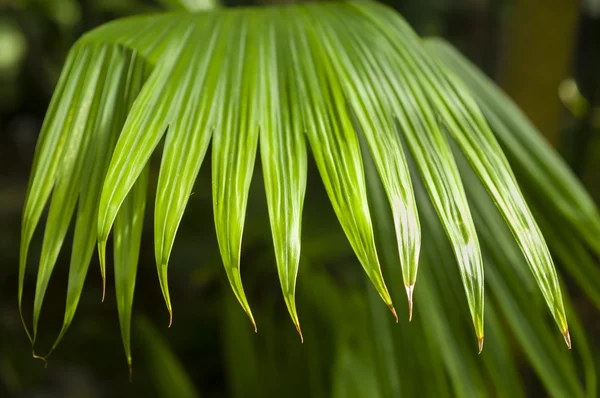 Panama hat palm — Stock Photo, Image