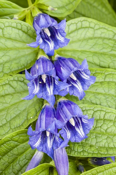Flores azuis com listras brancas — Fotografia de Stock