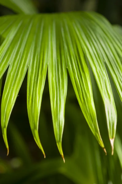 Panama şapka palm — Stok fotoğraf
