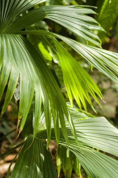 Panama hat palm — Stock Photo, Image