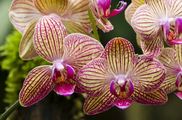 Rosa och gul orkidé — Stockfoto
