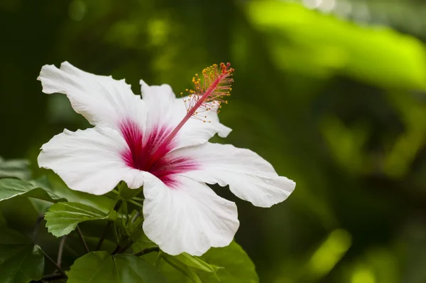 White hybiscus flower — Stock Photo, Image