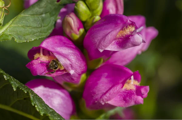 Espigão de flores rosa com abelha — Fotografia de Stock