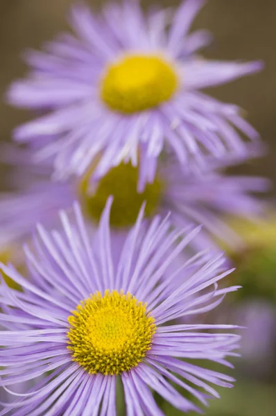 Roze en geel daisy — Stockfoto