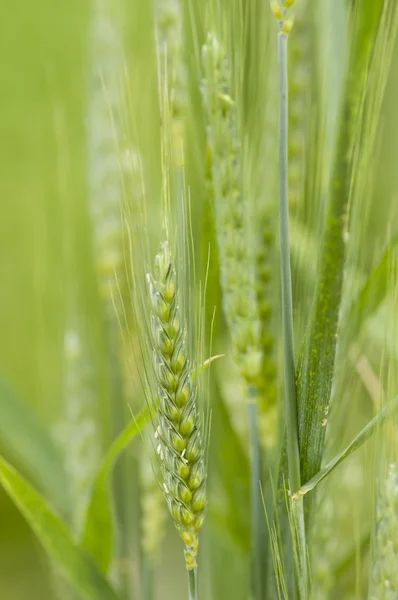 Trigo blando, Triticum aestivum — Foto de Stock