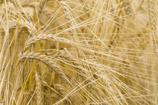 Hordeum distichon, jęczmień, skoki — Zdjęcie stockowe