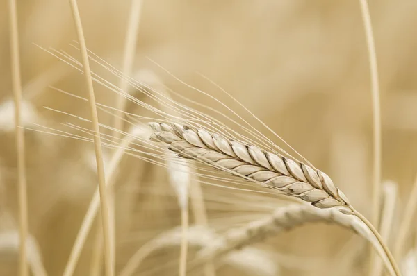 Triticum turgidum Remache de trigo — Foto de Stock