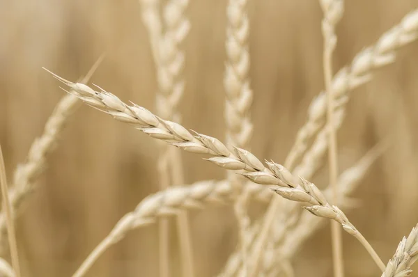 Trigo blando, Triticum aestivum, variedad spelta — Foto de Stock