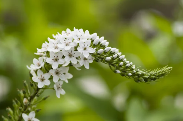 Spike van witte bloemen — Stockfoto