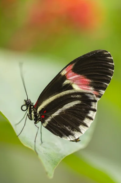 Vista lateral da borboleta tropical — Fotografia de Stock