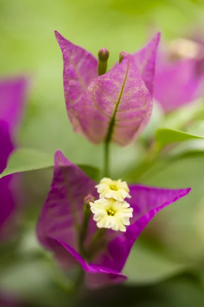 Bouganville flower closeup — Stock Photo, Image