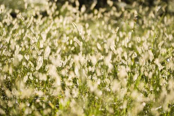 Gräset på spikar — Stockfoto