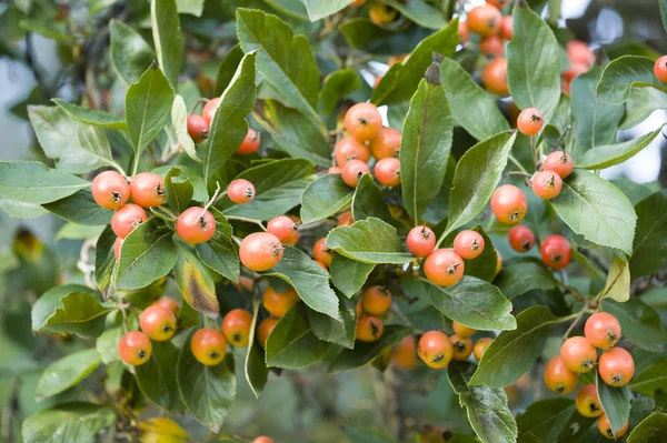 Red berries — Stock Photo, Image