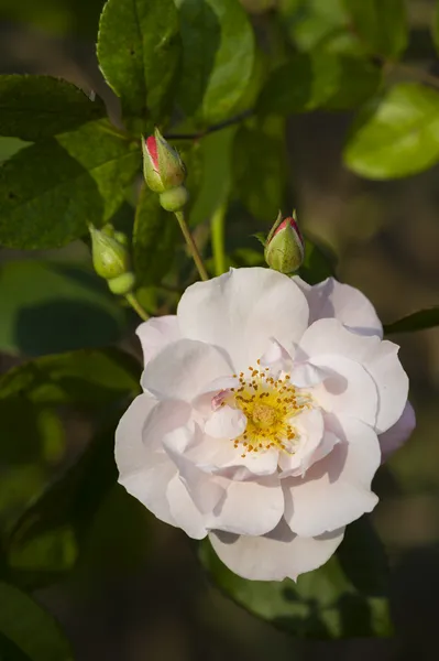 Pink ornamental rose — Stock Photo, Image