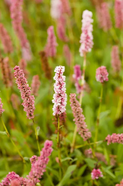 Fleurs roses plantain — Photo