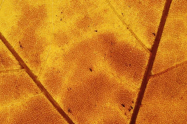 Hoja de álamo en otoño — Foto de Stock