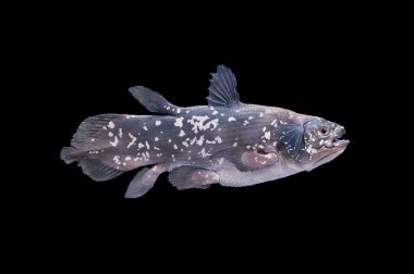 yaşayan fosil balıklar, coelacanth.
