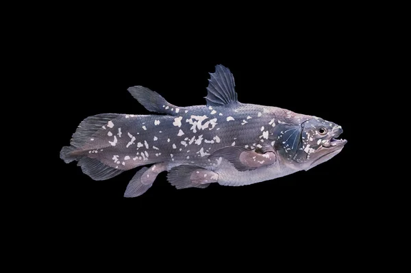 Żywa skamieniałość ryby, coelacanth. — Zdjęcie stockowe