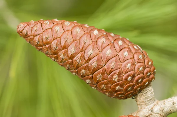 Red pine cone — Zdjęcie stockowe