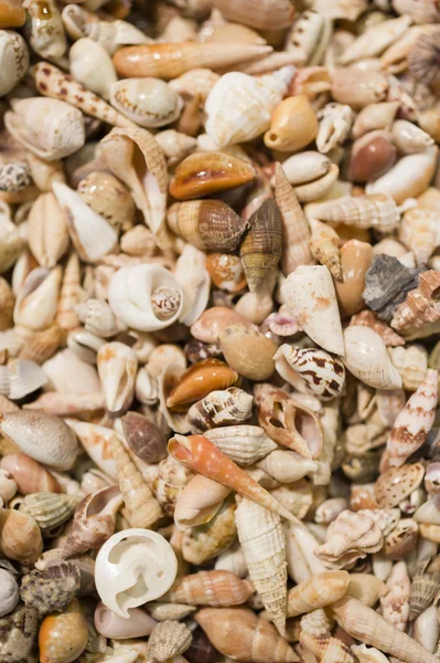 Shell collection in group — Stock Photo, Image