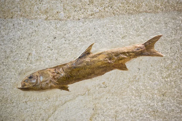 Fish fossil with skin — Stock Photo, Image