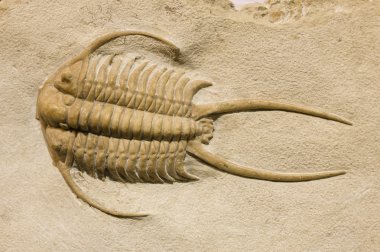 trilobite fosil ile diken